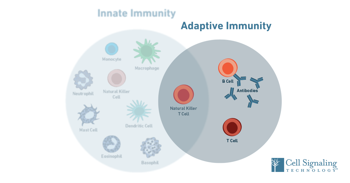 Immunology: How does the adaptive immune system work?